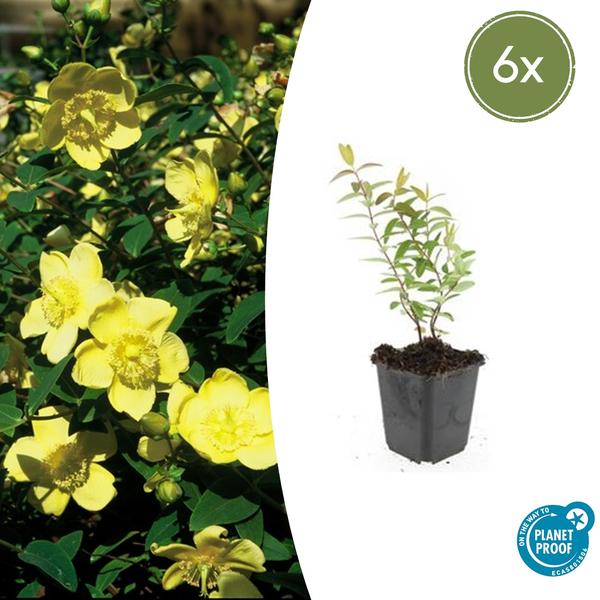 Hypericum 'Hidcote' - ↕10-25cm - Ø9cm - 6x  BotanicBridge