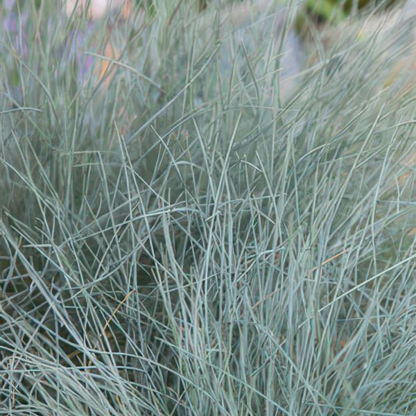 Festuca glauca 'Elijah Bleu' - ↕10-25cm - Ø9cm  - 20x  BotanicBridge