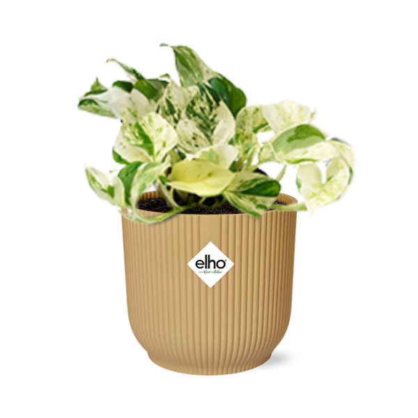 Epipremnum Pinnatum Happy Leaf in ELHO Vibes Fold 14cm geel  BotanicBridge