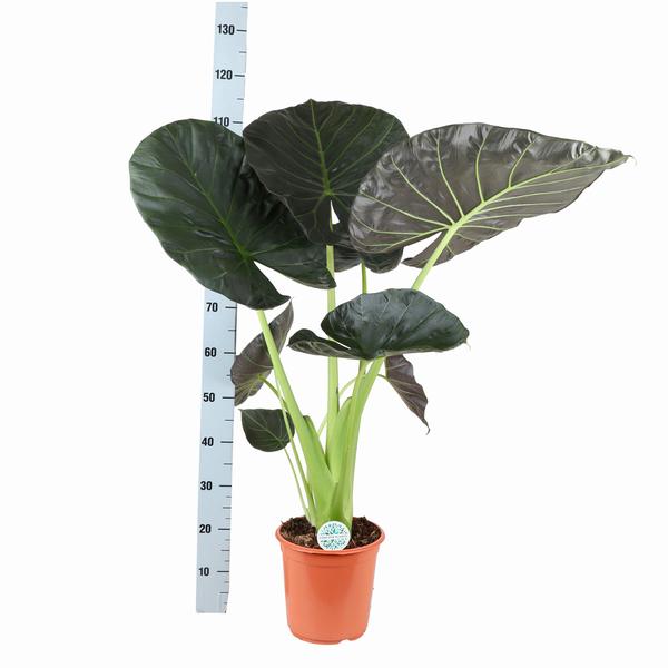 Alocasia Regal Shield Ø24cm - ↕110cm in Boule OLIJF pot  BotanicBridge