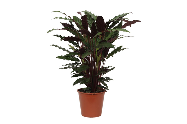 Calathea Wavestar - 80 cm - Ø19cm  BotanicBridge