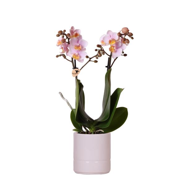 Kolibri Orchids | Roze phalaenopsis orchidee - Andorra + Pastel pot pink - potmaat Ø9cm | bloeiende kamerplant - vers van de kweker  BotanicBridge