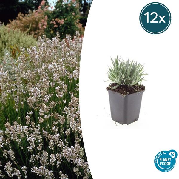 Lavandula int. 'Edelweiss' - ↕10-25cm - Ø9cm - 12x  BotanicBridge