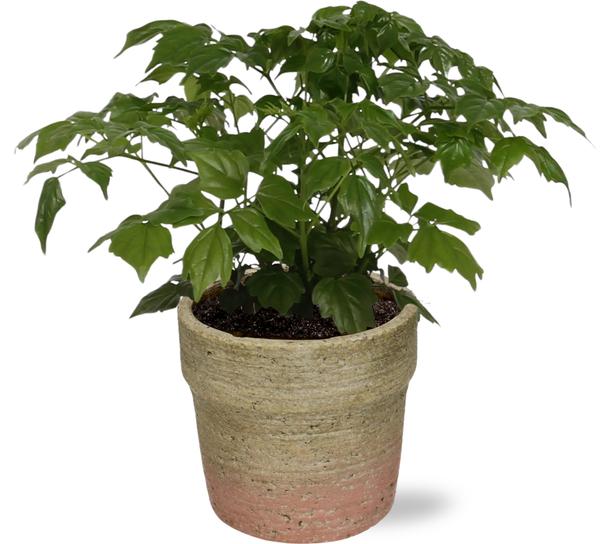 Rademachera Sinica - Ø12cm - ↕27cm + Invorno Pot D13,5x12,5cm - Naturel  BotanicBridge