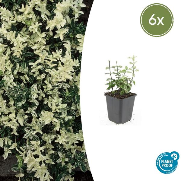 Euonymus fort. 'Harlequin' - ↕10-25cm - Ø9cm - 6x  BotanicBridge