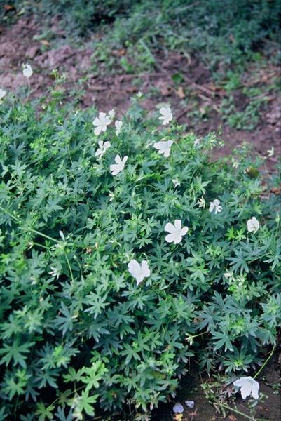 Geranium sang. 'Album' - ↕10-25cm - Ø9cm - 6x  BotanicBridge