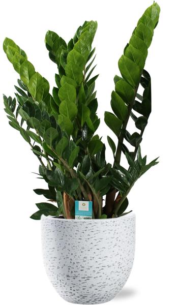 Zamioculcas Zamiifolia - Ø21cm - ↕80cm + Tim Pot D24x22cm - Wit  BotanicBridge