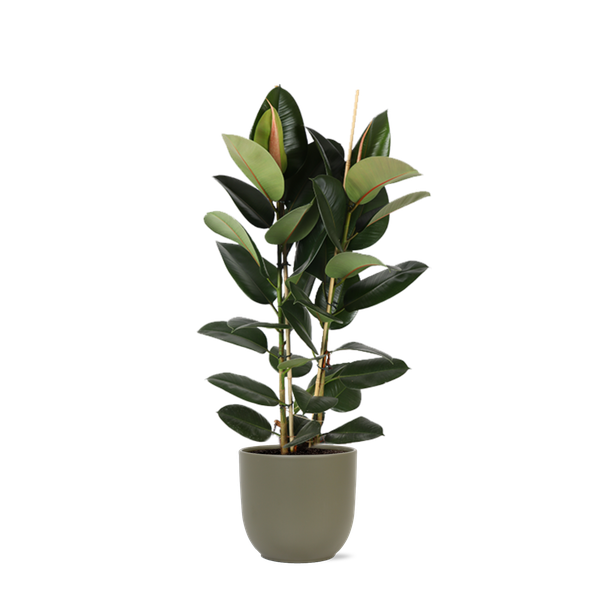 Ficus Elastica Robusta Ø24cm - ↕110cm in Boule OLIJF pot  BotanicBridge