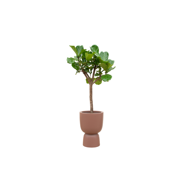 Combi deal - Ficus Lyrata boom inclusief elho Pure Coupe bruin Ø41 - 210 cm  BotanicBridge