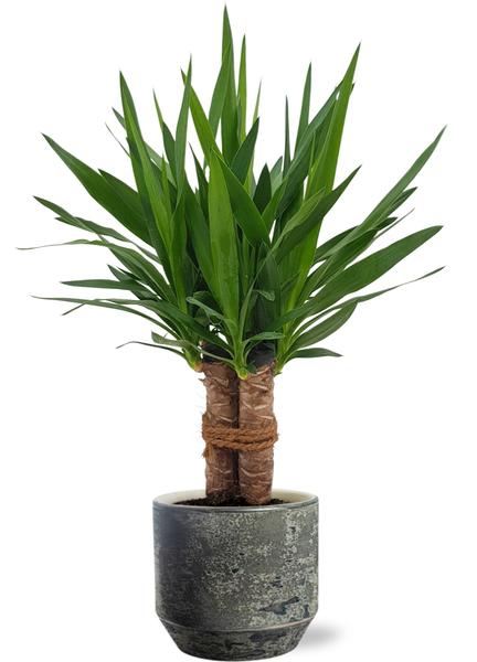 Yucca "Tres Cañas" - Ø19cm - ↕70cm + Lars Pot D20x18cm - Grijs  BotanicBridge