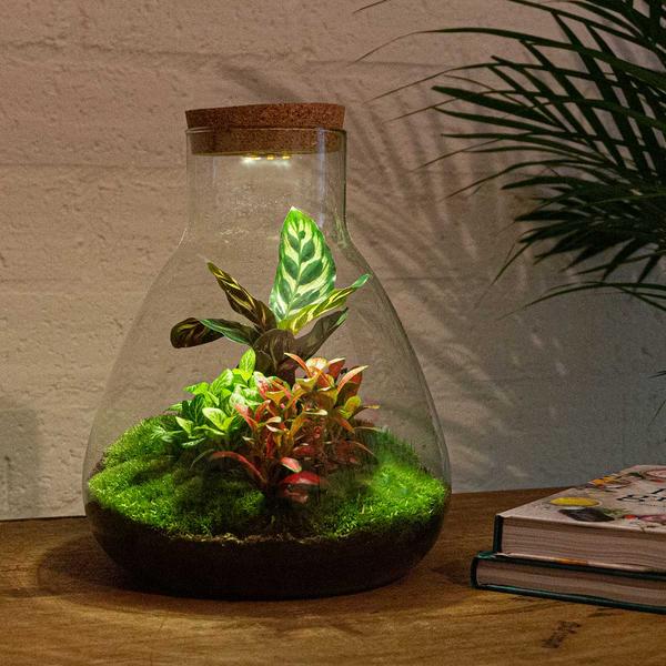 DIY terrarium - Sam Calathea with Light - ↕ 30 cm - Rake + Shovel + Tweezer + Scissors  BotanicBridge