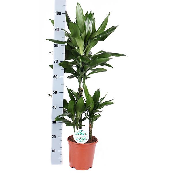 Dracaena Janet Lind Ø21cm - ↕90cm in Boule OLIJF pot  BotanicBridge