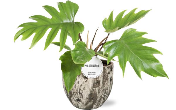 Philodendron Mayoi - Ø15cm - ↕35cm + Sem Pot D16x14cm - Bruin  BotanicBridge