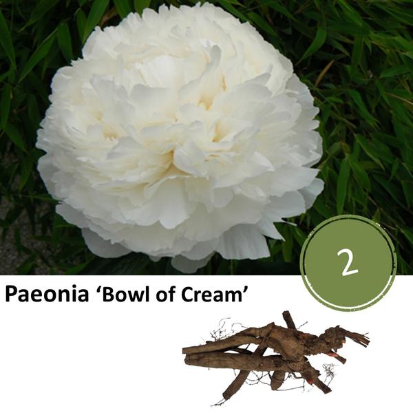 Paeonia 'Bowl of Cream' - 2x  BotanicBridge