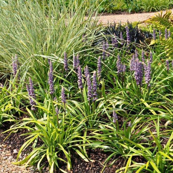 3 x Liriope muscari 'Ingwersen' - Ø 14 cm - ↨ 25 cm  BotanicBridge