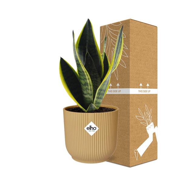 Sansevieria Futura Superba in ELHO Vibes Fold 14cm geel  BotanicBridge