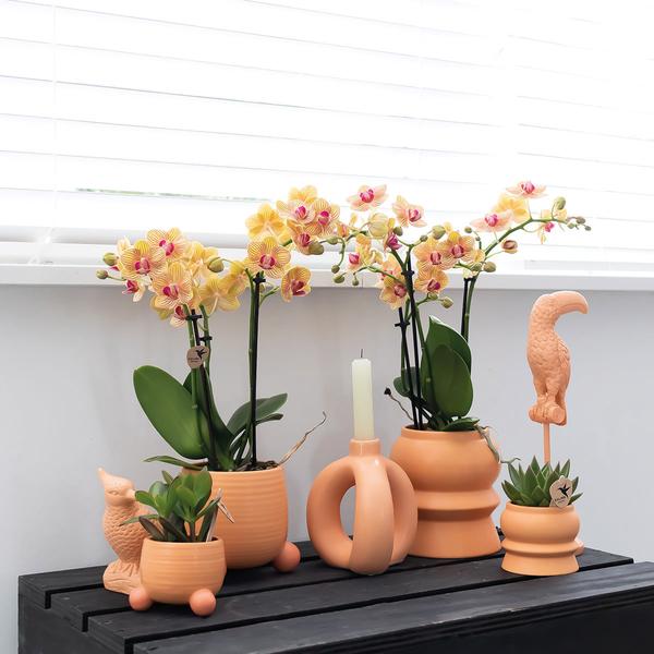 Kolibri Home | Rolling peach bloempot - Peach kleurige keramieken sierpot - Ø9cm  BotanicBridge