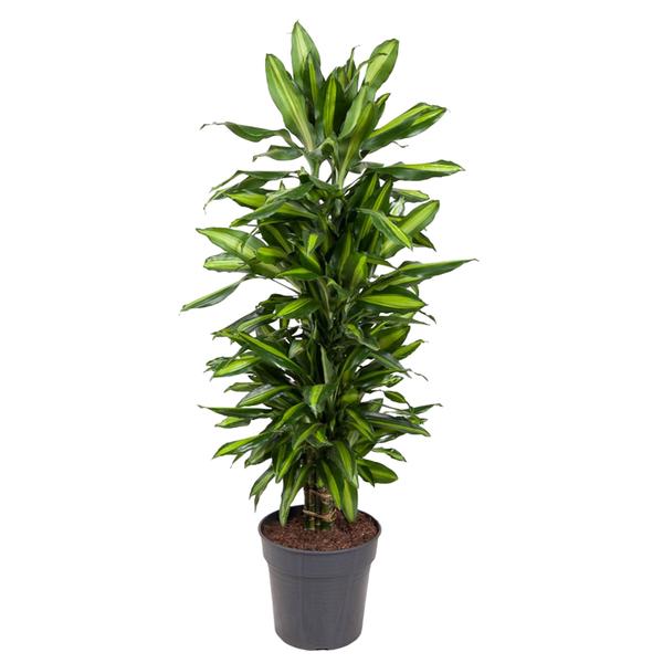 Dracaena Cintho vertakt - 120 cm - ø27  BotanicBridge