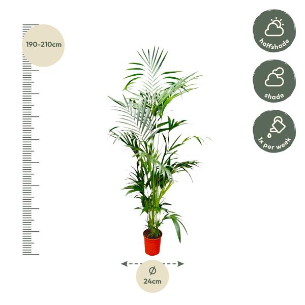 Kentia Palm - 200 cm - ø24  BotanicBridge