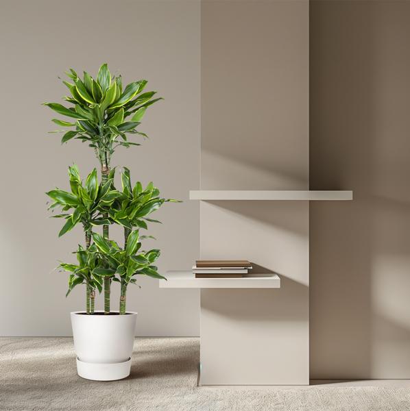 Dracaena Golden Coast Carrousel - 150 cm - ø31  BotanicBridge