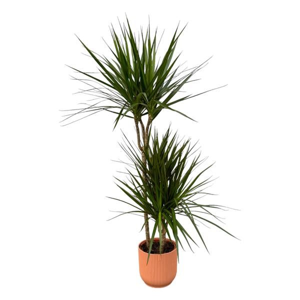 Dracaena Marginata - ↨120cm - Ø21cm inclusief elho Vibes Fold Round roze D22xH20  BotanicBridge