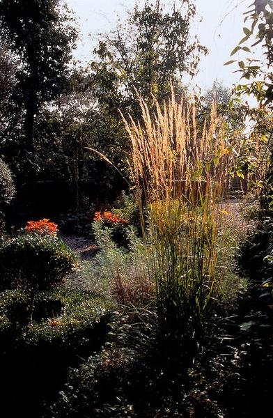 Calamagrostis acut. 'Karl Foerster'  - ↕10-25cm - Ø9cm - 12x  BotanicBridge