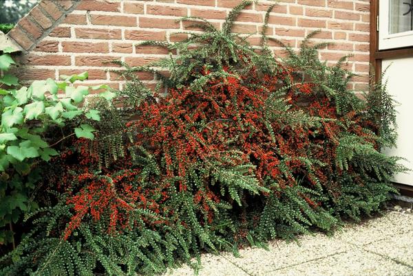 Cotoneaster horizontalis - ↕10-25cm - Ø9cm - 12x  BotanicBridge