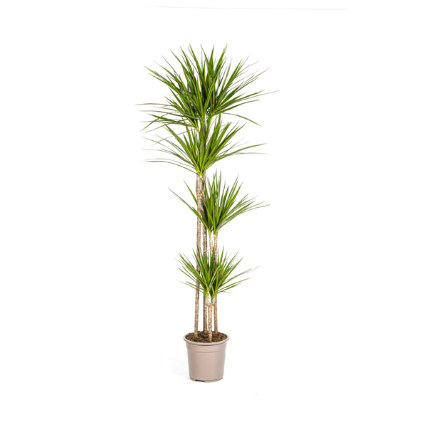 Dracaena Marginata Green Ø27cm - ↕180cm  BotanicBridge