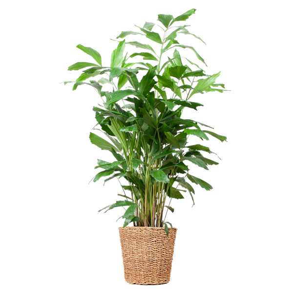 Caryota Mitis XL met mand Torun - 130cm - Ø24  BotanicBridge