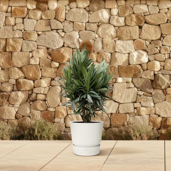 Nerium Oleander struik met rode bloem - 130cm- Ø26  BotanicBridge