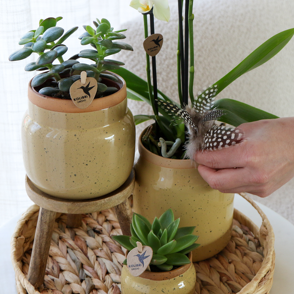 Kolibri Orchids | Groene planten met gele Phalaenopsis orchidee in Vintage khaki sierpotten en hyacinth dienblad  BotanicBridge