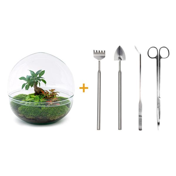 DIY terrarium - Dome XL - Ficus Ginseng Bonsai - ↕ 30 cm - Rake + Shovel + Tweezer + Scissors  BotanicBridge