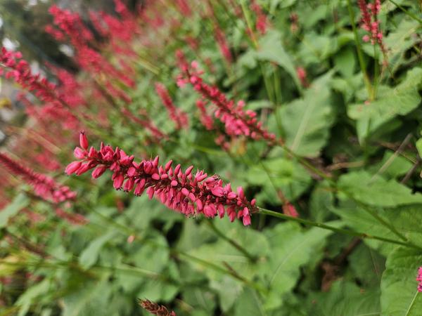 Persicaria amplexicaulis - ↕10-25cm - Ø9cm - 12x  BotanicBridge