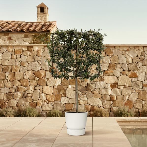 Quercus ilex boom op rek - 225 cm - Ø40cm  BotanicBridge