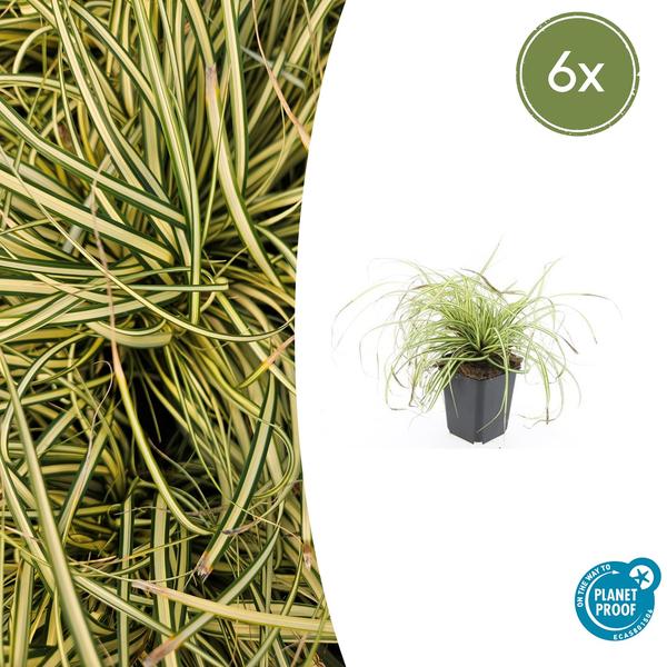 Carex oshim. 'Evergold'  - ↕10-25cm - Ø9cm - 6x  BotanicBridge