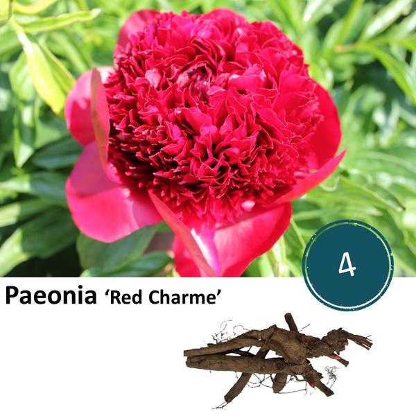 Paeonia 'Red Charme' - 4x  BotanicBridge