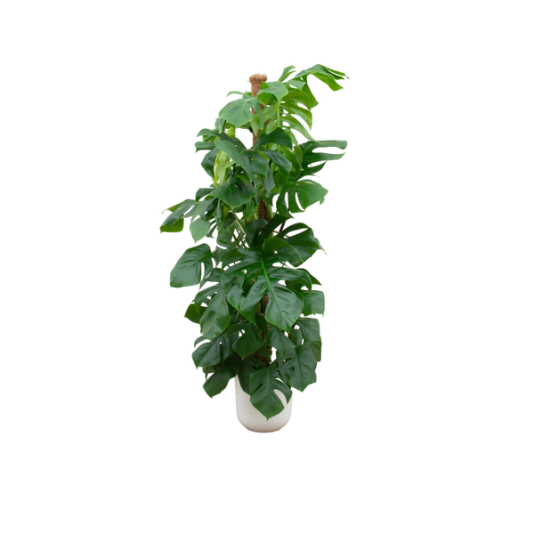 Combi deal - Monstera Pertusum XL inclusief elho Jazz Round wit Ø26 - 150 cm  BotanicBridge