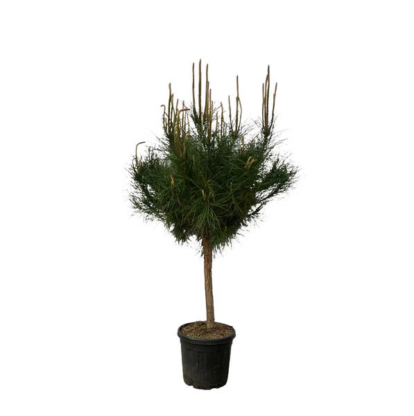 Pinus Pinea - 180 cm - Ø40cm  BotanicBridge