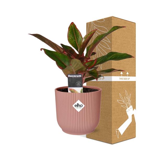 Aglaonema Crete in ELHO Vibes Fold 14cm roze  BotanicBridge