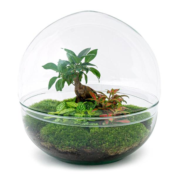 DIY terrarium - Dome XL - Ficus Ginseng Bonsai - ↕ 30 cm - Rake + Shovel + Tweezer + Scissors  BotanicBridge