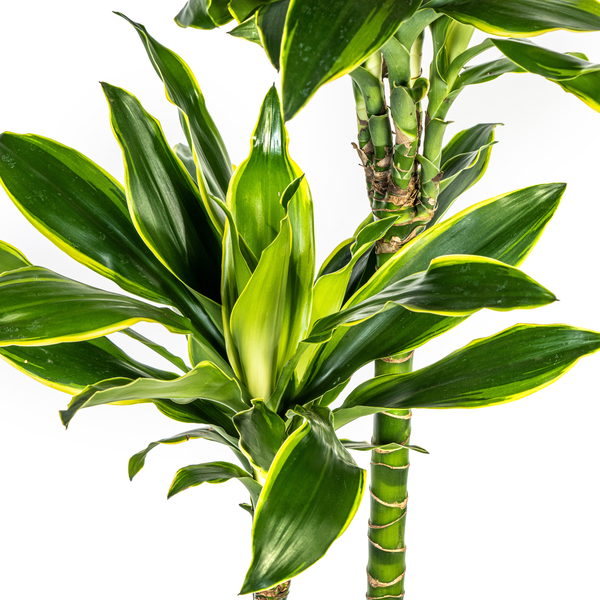 Dracaena Fragrans Golden Coast Ø24cm - ↕140cm  BotanicBridge