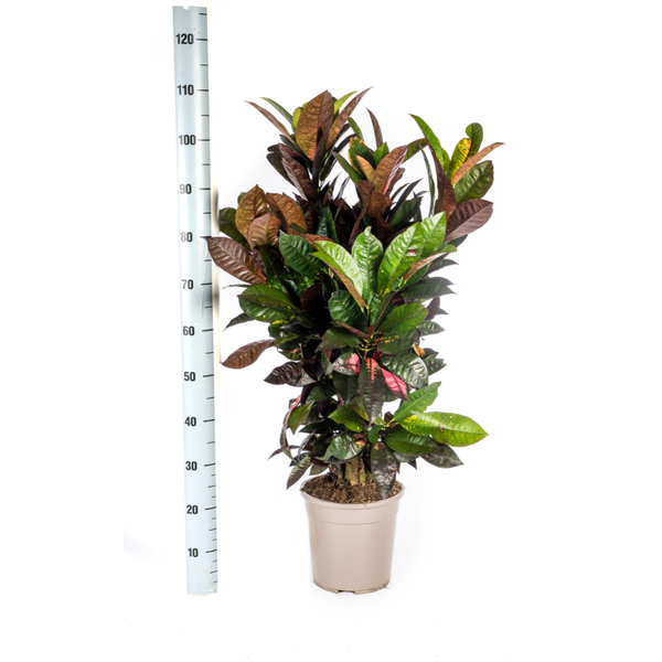 Codiaeum 'Croton' Iceton Ø24cm - ↕90-100cm  BotanicBridge