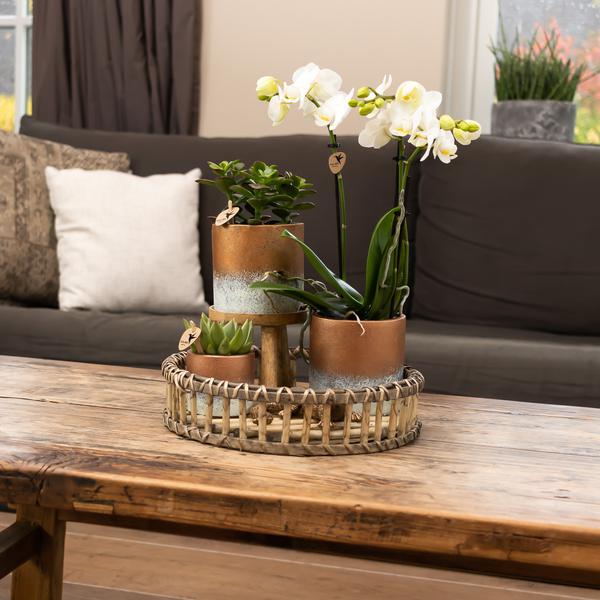 Kolibri Home | Plantenstandaard - Houten planten verhoging Ø12cm  BotanicBridge