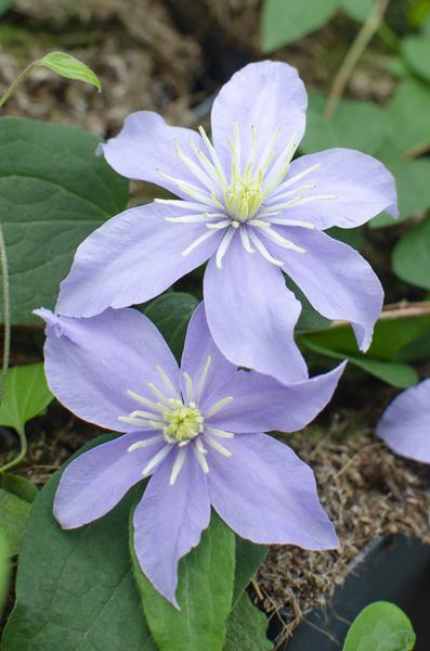 3x - Clematis Justa - ↨65cm - Ø15  BotanicBridge