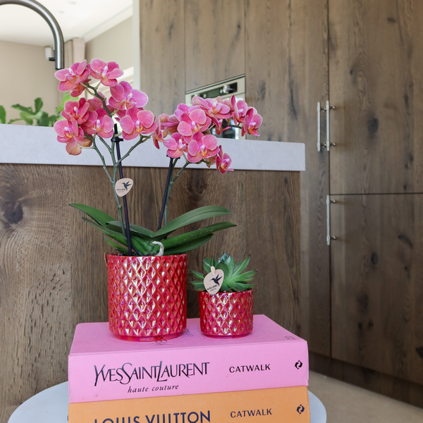 Kolibri Orchids | rode phalaenopsis orchidee Congo + Pearl Pot rood - potmaat Ø9cm | bloeiende kamerplant - vers van de kweker  BotanicBridge