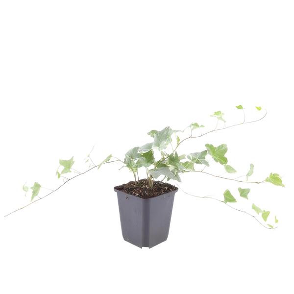 Hedera helix 'Glacier' - ↕10-25cm - Ø9cm - 6x  BotanicBridge