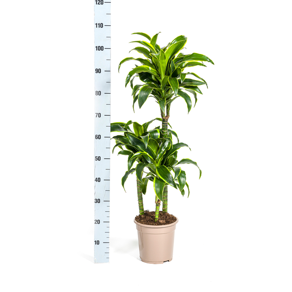 Dracaena Deremensis Dorado Ø21cm - ↕110cm  BotanicBridge