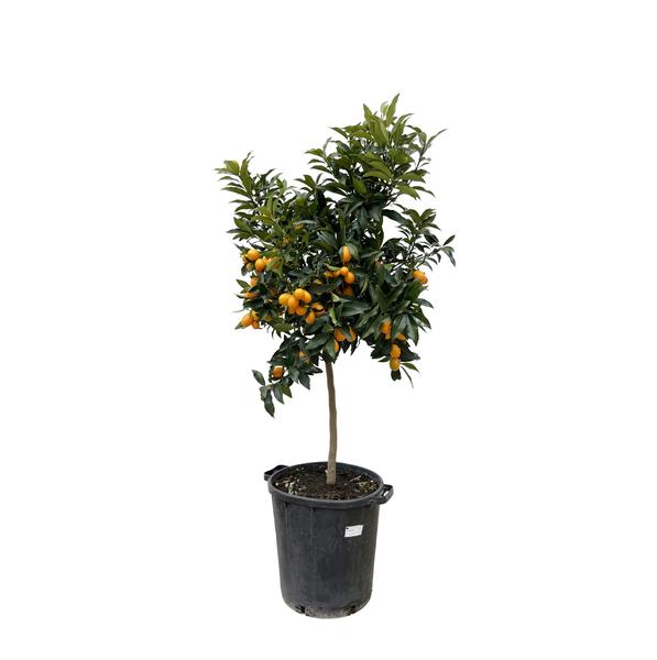 Citrus Kumquat - 150 cm - ø40  BotanicBridge