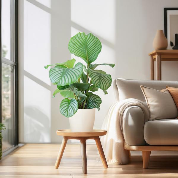 Calathea Orbifolia met Viber wit - 65cm - Ø21  BotanicBridge