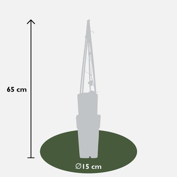 Clematis The President - Clematis Paars - Ø15cm - ↕65cm  BotanicBridge